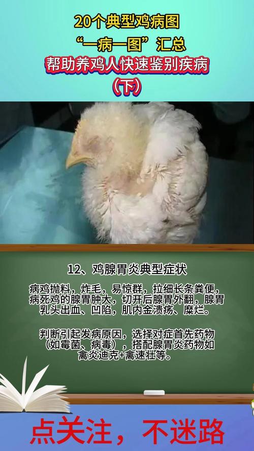 养鸡常见病如何有效治疗？-第3张图片-宁夏农业信息网
