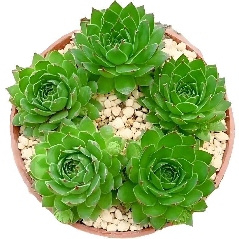 观音莲多肉品种知多少？-第1张图片-宁夏农业信息网