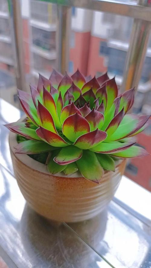 观音莲多肉品种知多少？-第2张图片-宁夏农业信息网