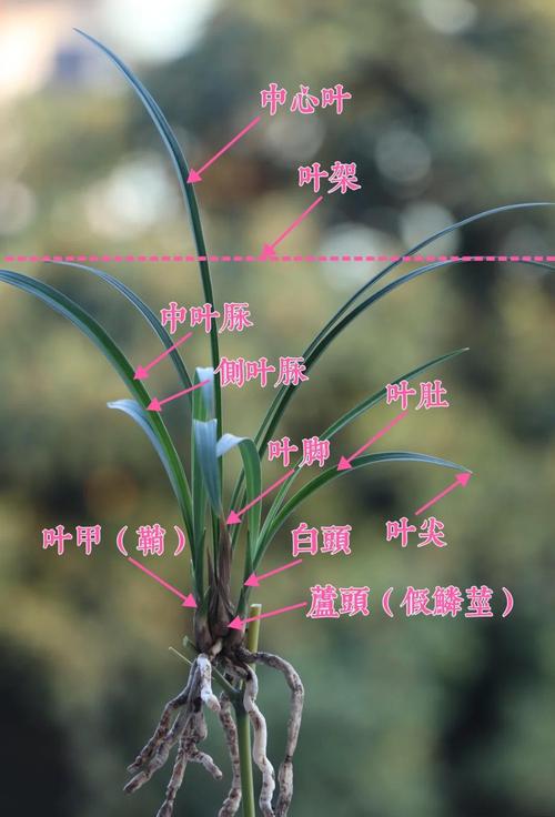 带叶环的兰花是什么品种？-第1张图片-宁夏农业信息网