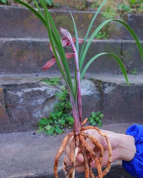 带叶环的兰花是什么品种？-第2张图片-宁夏农业信息网