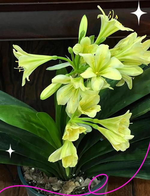 君子兰中什么品种最好-第1张图片-宁夏农业信息网