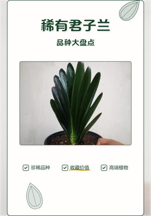 君子兰中什么品种最好-第2张图片-宁夏农业信息网