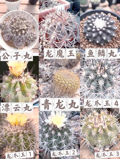 仙人球哪个品种可以吃-第2张图片-宁夏农业信息网