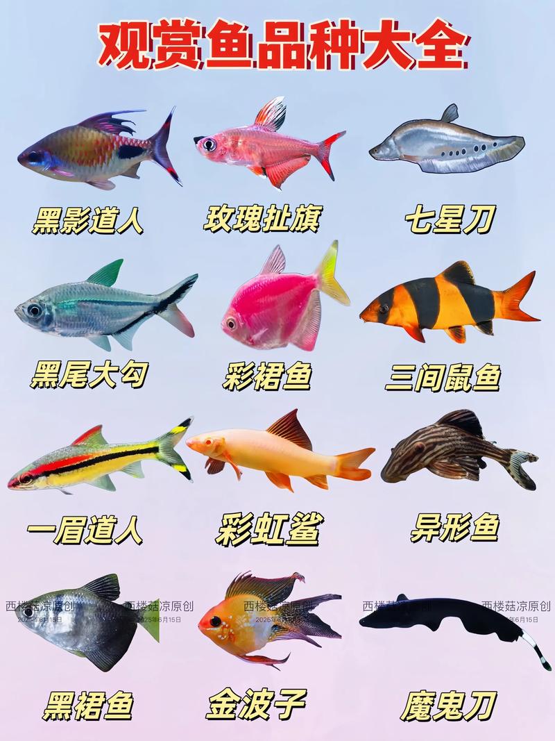 养殖的淡水观赏鱼品种-第1张图片-宁夏农业信息网