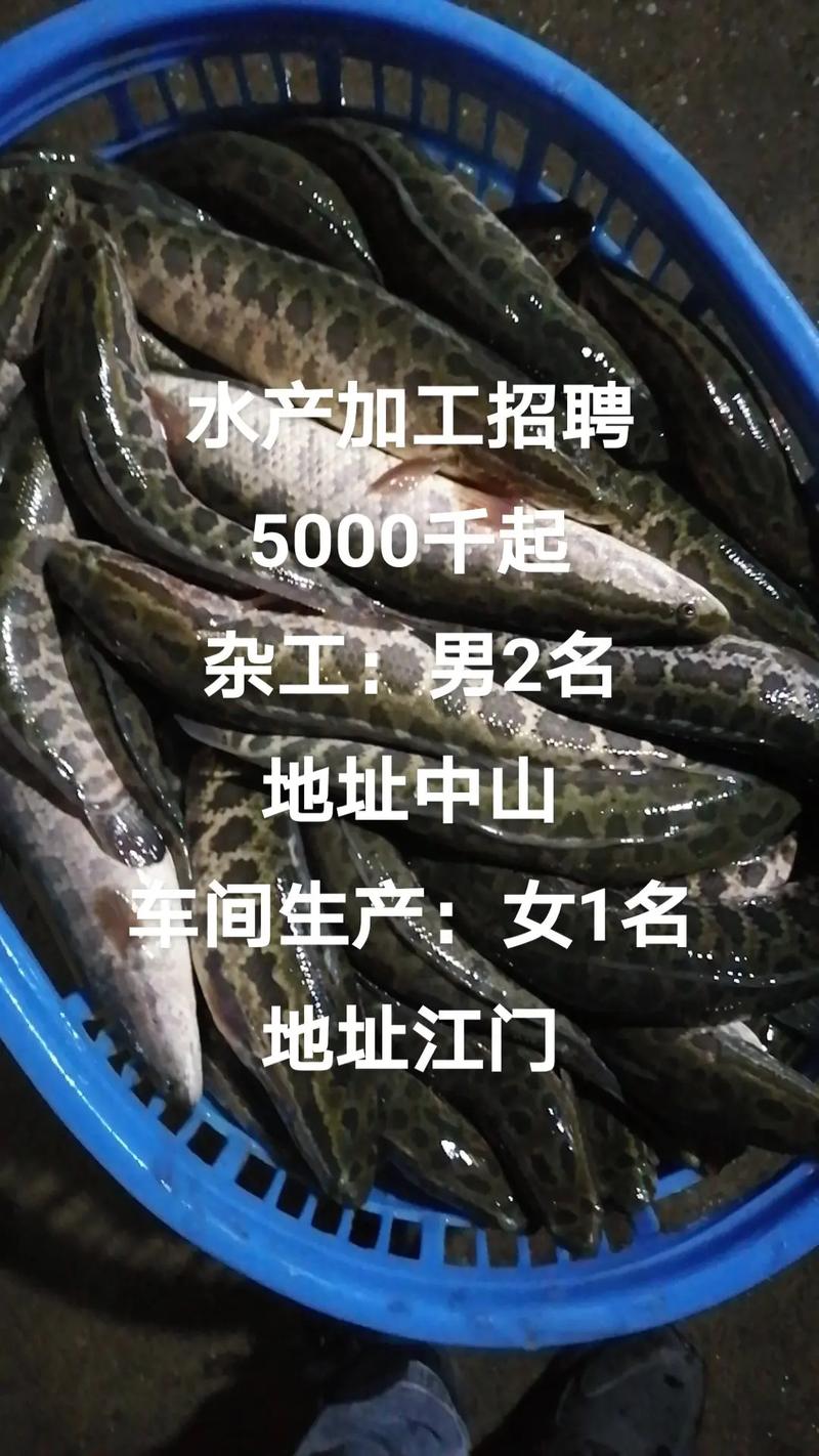 中山水产批发搬运招聘-第1张图片-宁夏农业信息网