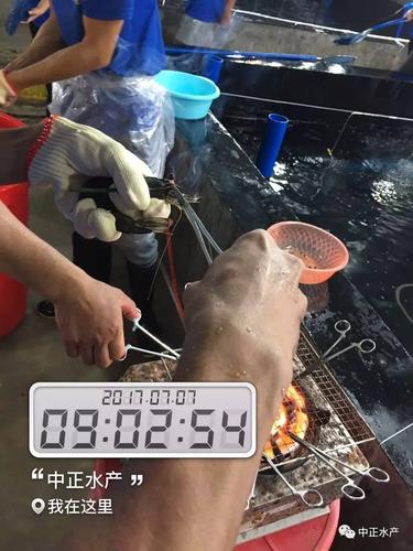 南美白对虾剪眼柄为何要这样操作？-第2张图片-宁夏农业信息网