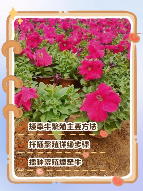矮牵牛怎么种？种植方法有哪些要点？-第2张图片-宁夏农业信息网