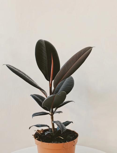 椽皮树有哪几种栽种方法？-第1张图片-宁夏农业信息网