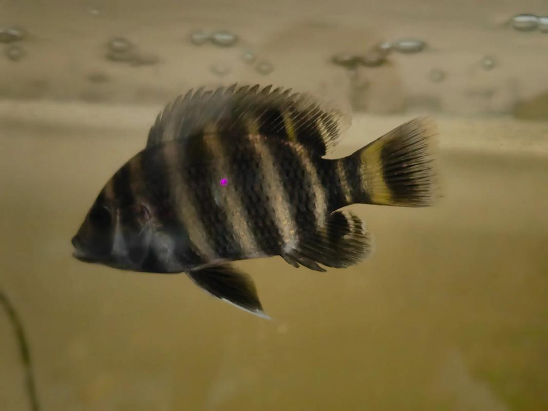 哪些鱼和罗非鱼品种相似？-第1张图片-宁夏农业信息网