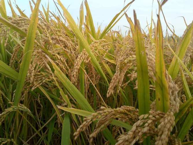 垦农种业有哪些水稻品种？-第1张图片-宁夏农业信息网