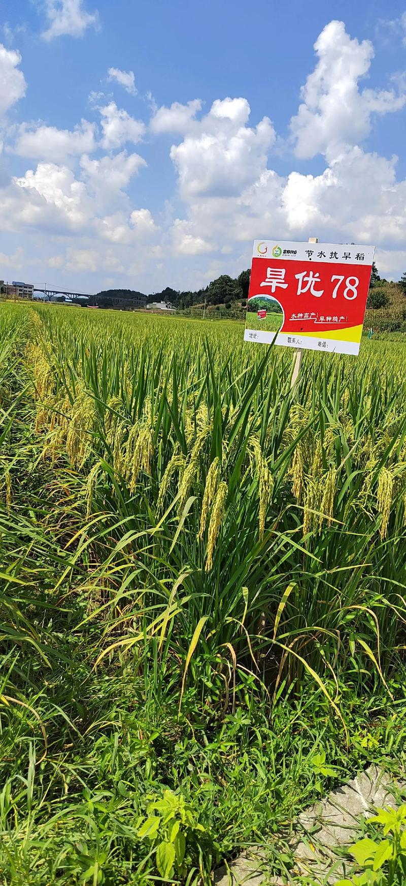 垦农种业有哪些水稻品种？-第3张图片-宁夏农业信息网