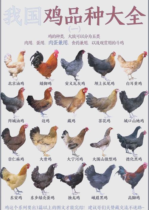 适合家里养的蛋鸡品种-第1张图片-宁夏农业信息网