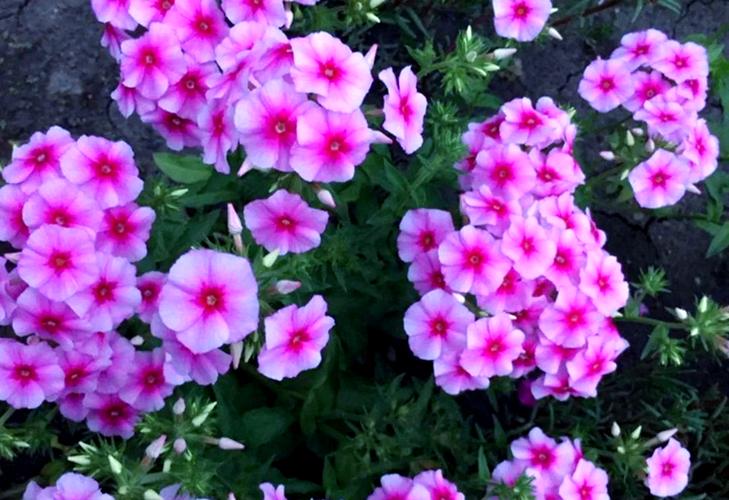 宿根福禄考有什么品种-第1张图片-宁夏农业信息网