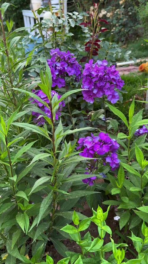 宿根福禄考有什么品种-第2张图片-宁夏农业信息网