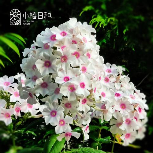 宿根福禄考有什么品种-第3张图片-宁夏农业信息网