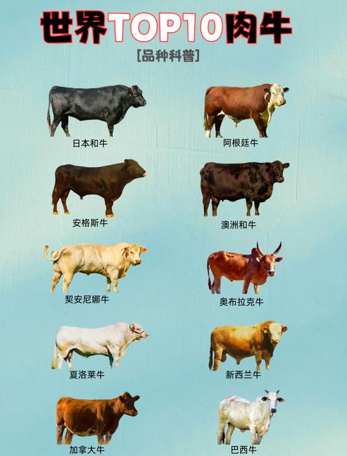 育肥牛选什么品种好？-第2张图片-宁夏农业信息网