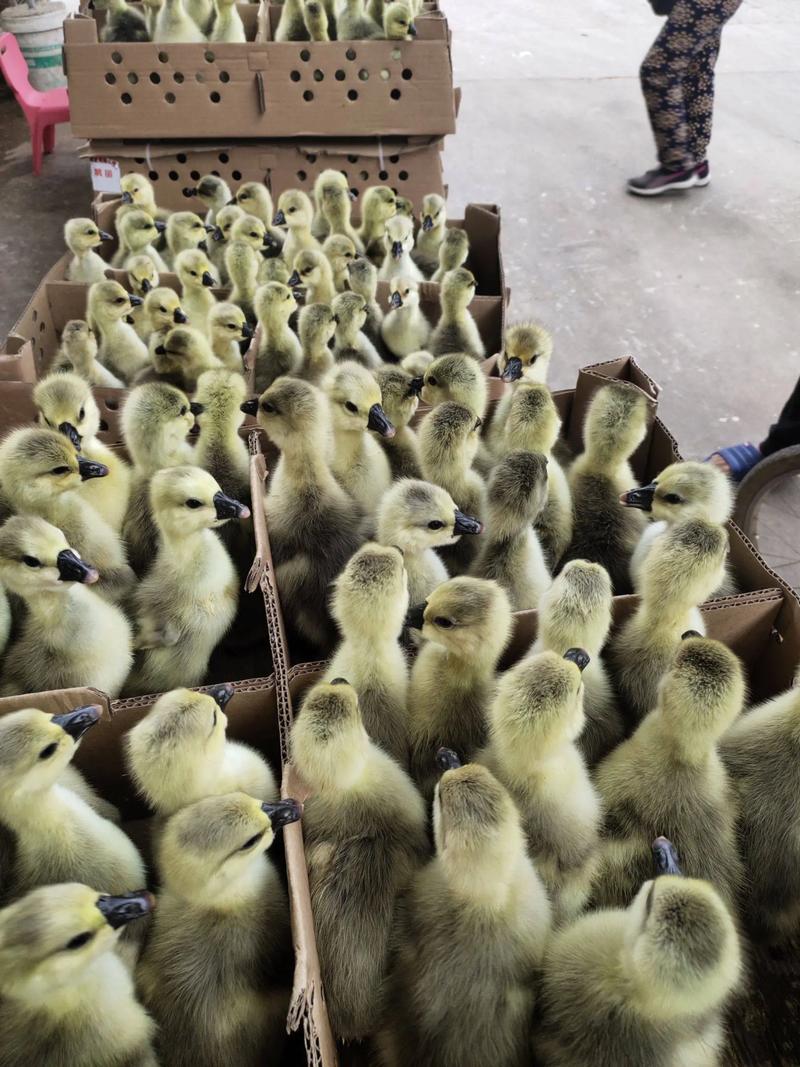 大品种杂交鹅能长多大-第1张图片-宁夏农业信息网