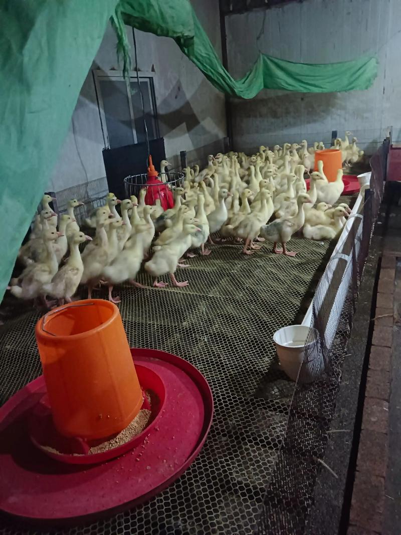 大品种杂交鹅能长多大-第2张图片-宁夏农业信息网