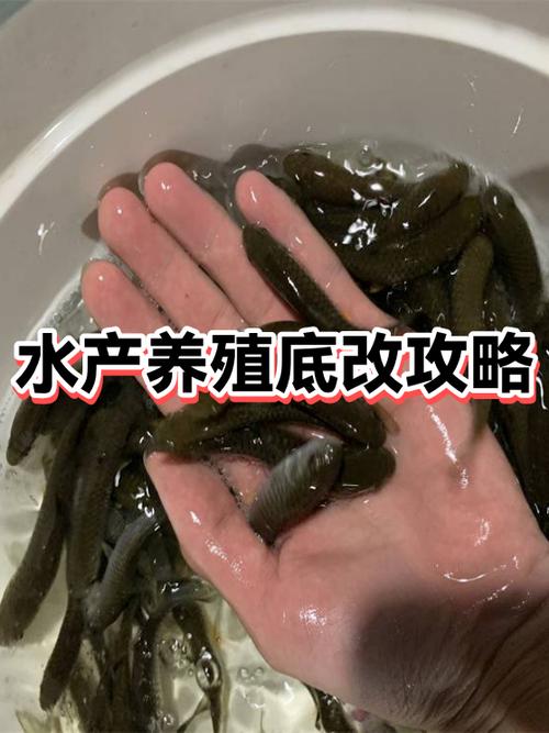 水产养殖底改原料怎么选？-第1张图片-宁夏农业信息网