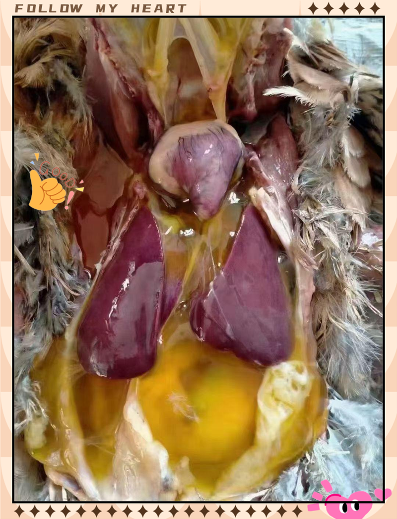 鸡腹水症怎么治？有哪些有效方法？-第1张图片-宁夏农业信息网