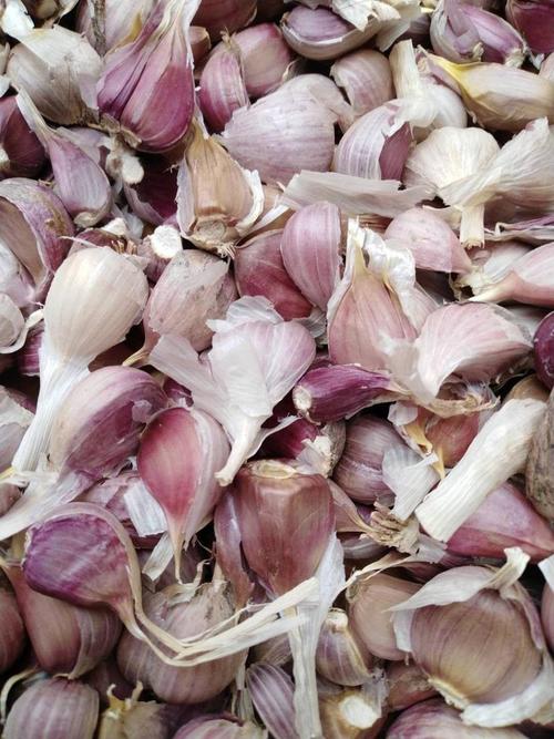 农科院最好的大蒜品种-第2张图片-宁夏农业信息网