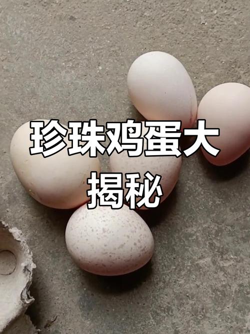 什么品种的鸡下蛋能力最强？-第2张图片-宁夏农业信息网