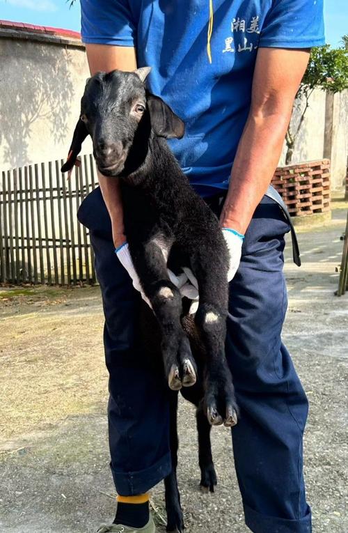 本地黑山羊羔如何科学断奶？-第1张图片-宁夏农业信息网