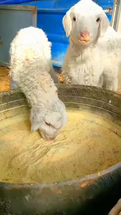 本地黑山羊羔如何科学断奶？-第2张图片-宁夏农业信息网