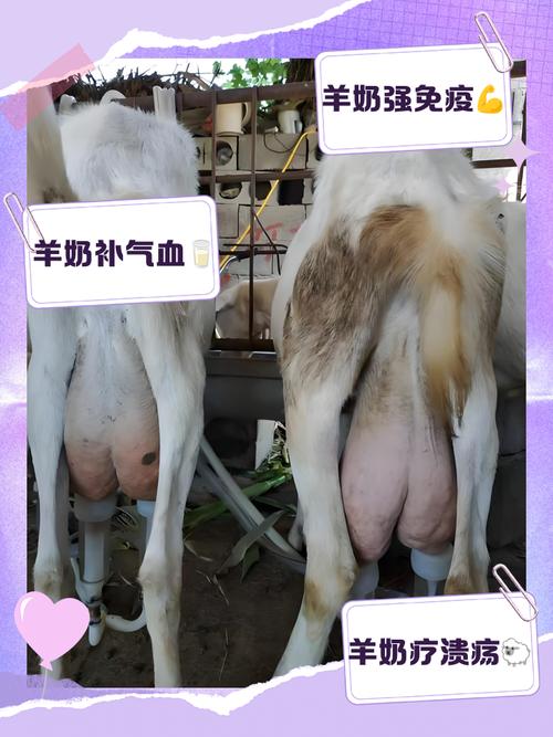 本地黑山羊羔如何科学断奶？-第3张图片-宁夏农业信息网