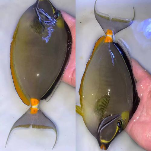 宁常见海水鱼养殖品种-第2张图片-宁夏农业信息网