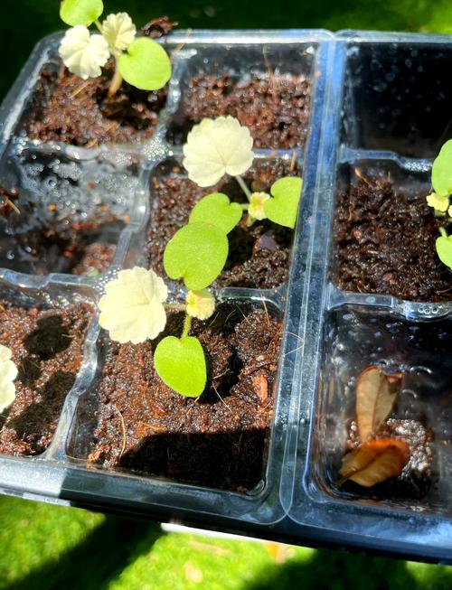 天竺葵的种子繁殖方法-第1张图片-宁夏农业信息网