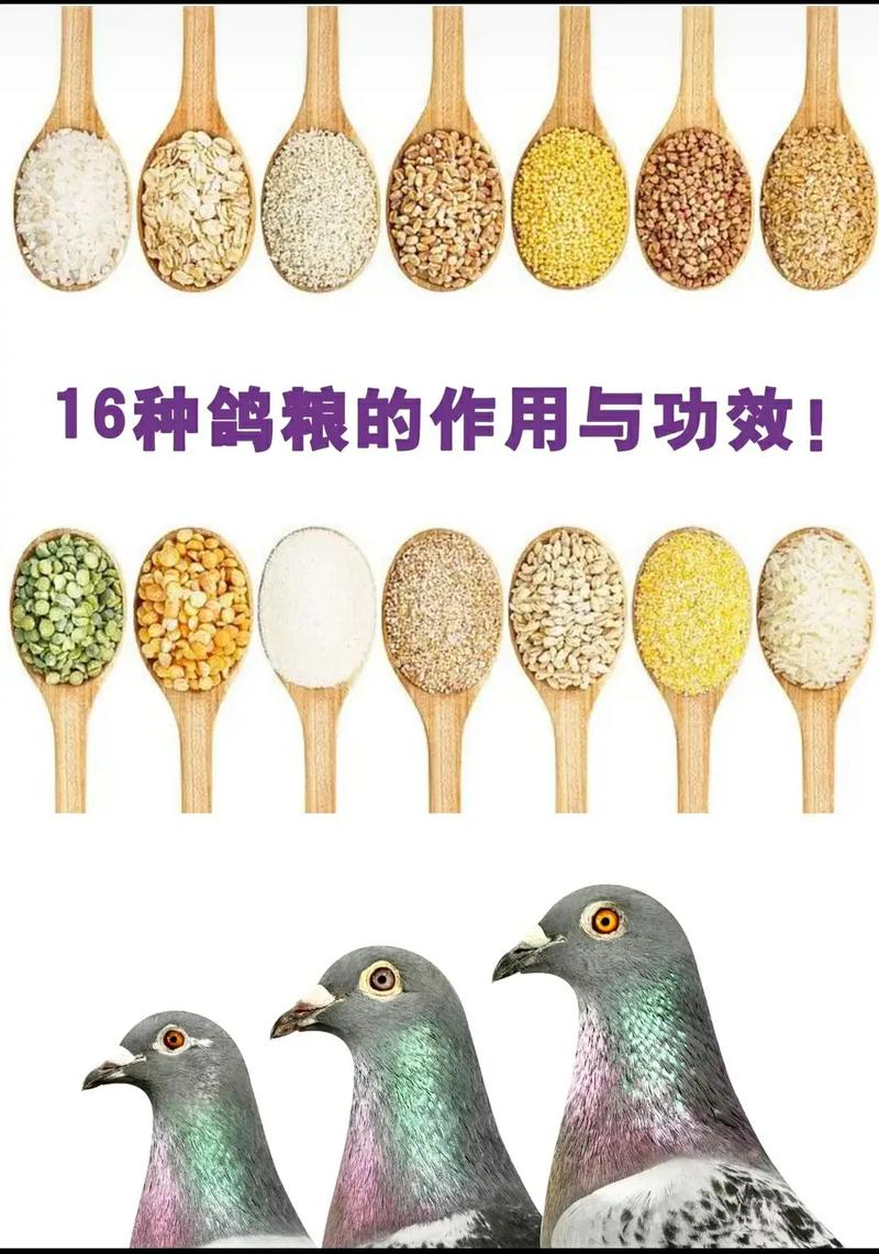 什么品种鸽子营养价值-第1张图片-宁夏农业信息网