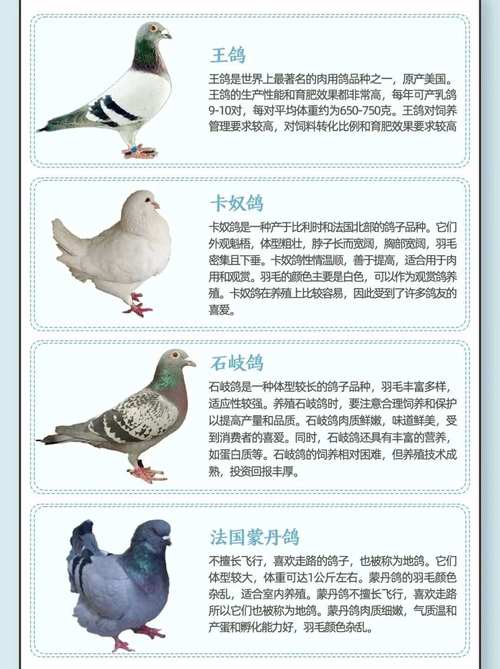 什么品种鸽子营养价值-第2张图片-宁夏农业信息网