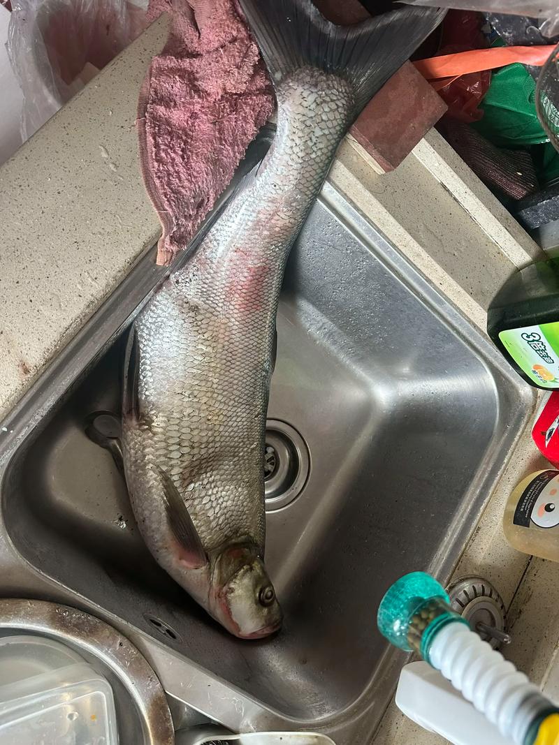 哪个品种的翘嘴长得快-第1张图片-宁夏农业信息网