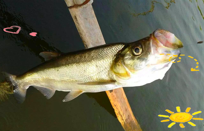 哪个品种的翘嘴长得快-第2张图片-宁夏农业信息网