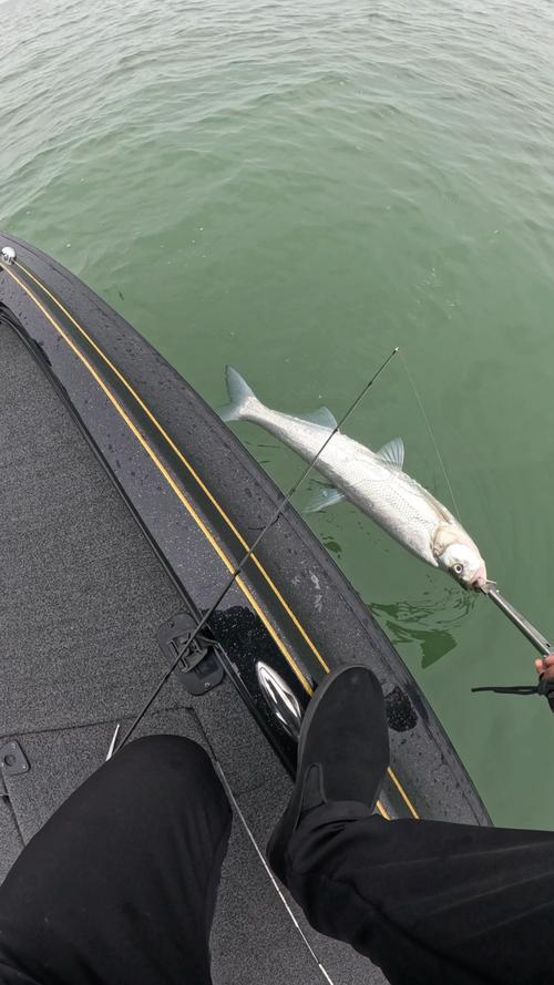 哪个品种的翘嘴长得快-第3张图片-宁夏农业信息网