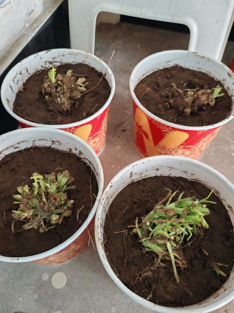 切完的蔬菜根怎么种活？-第1张图片-宁夏农业信息网