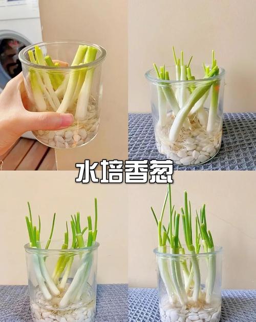 切完的蔬菜根怎么种活？-第2张图片-宁夏农业信息网