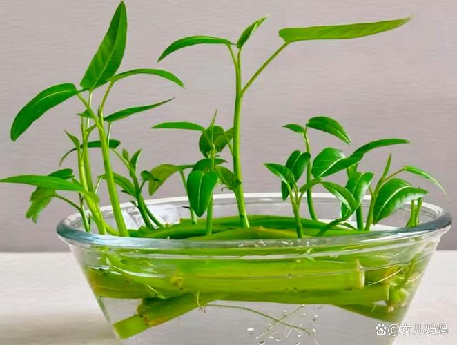 切完的蔬菜根怎么种活？-第3张图片-宁夏农业信息网