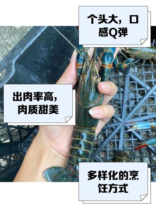 大龙虾品种及图片介绍-第1张图片-宁夏农业信息网