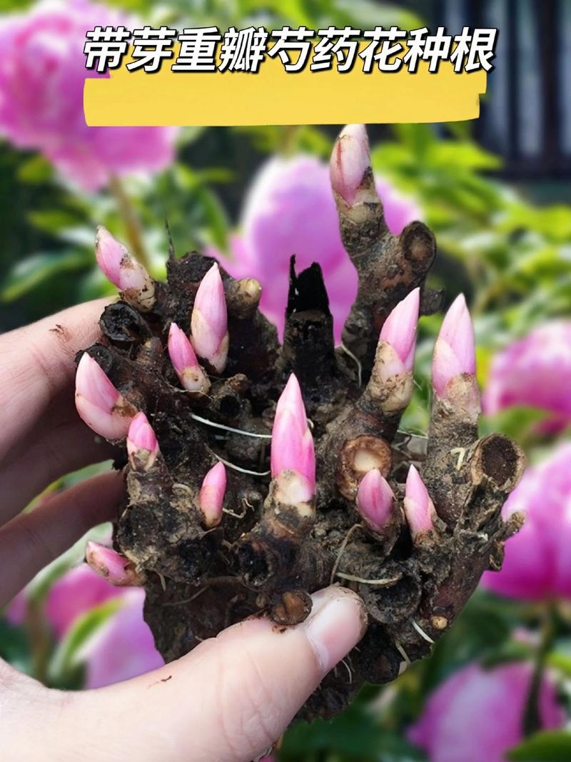 新品种芍药光照温度如何管理？-第1张图片-宁夏农业信息网