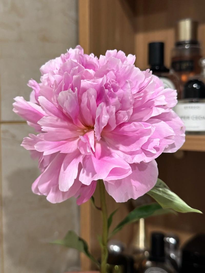 新品种芍药光照温度如何管理？-第2张图片-宁夏农业信息网