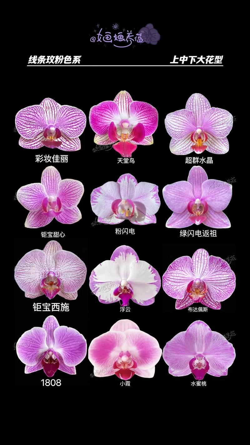 怎么区分蝴蝶兰的品种-第1张图片-宁夏农业信息网