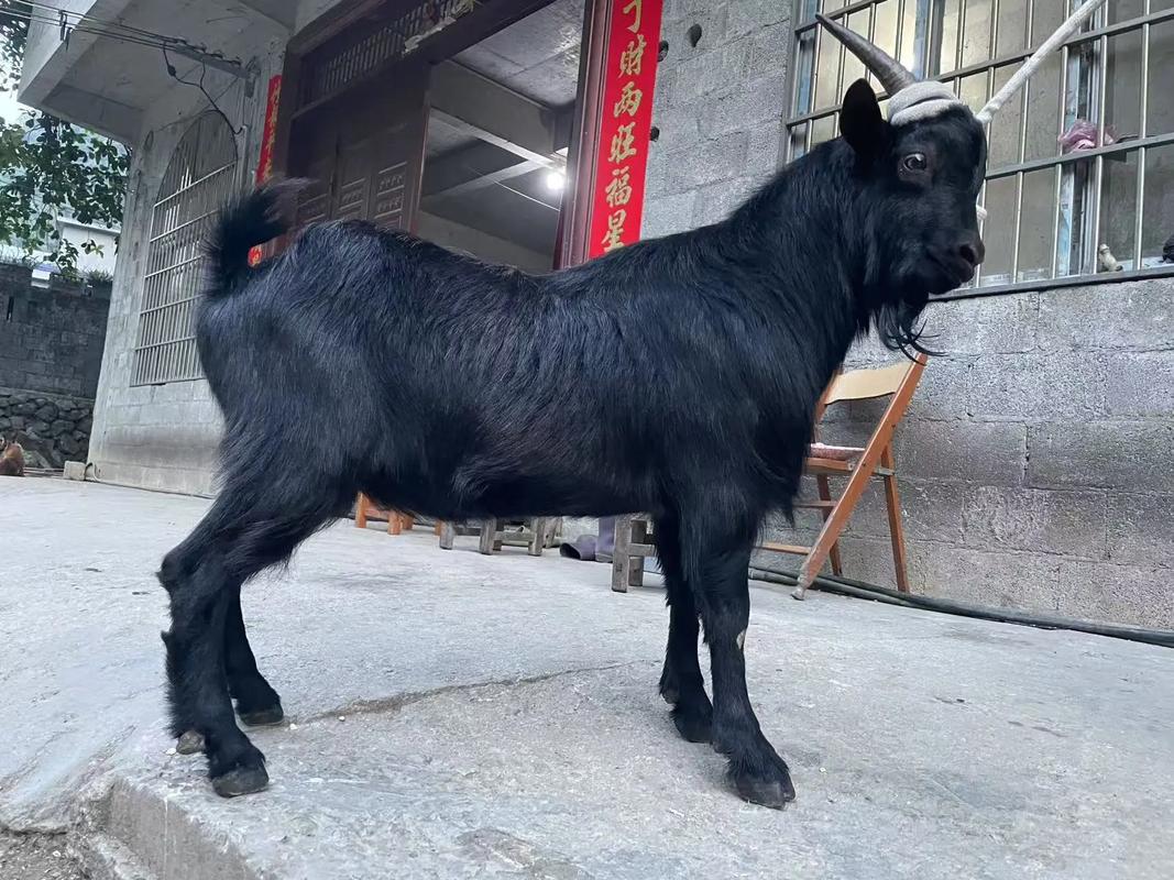 黑山羊品种大全及图片-第1张图片-宁夏农业信息网