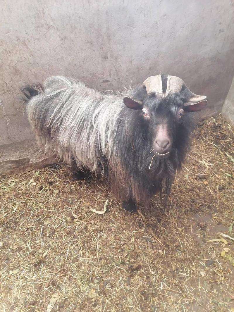 黑山羊品种大全及图片-第2张图片-宁夏农业信息网