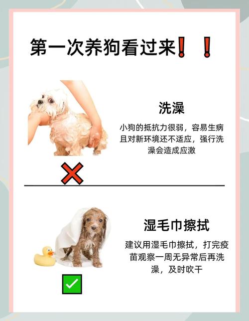 高效养肉狗有什么方法-第2张图片-宁夏农业信息网