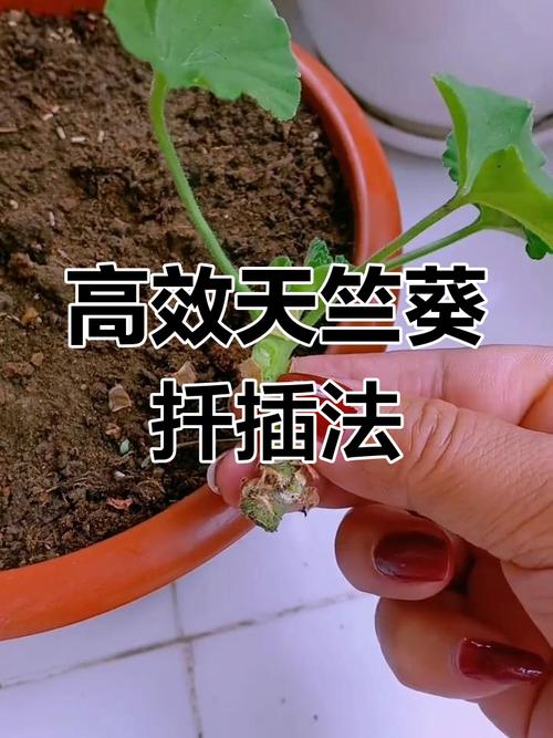 天竺葵水扦插繁殖方法-第1张图片-宁夏农业信息网