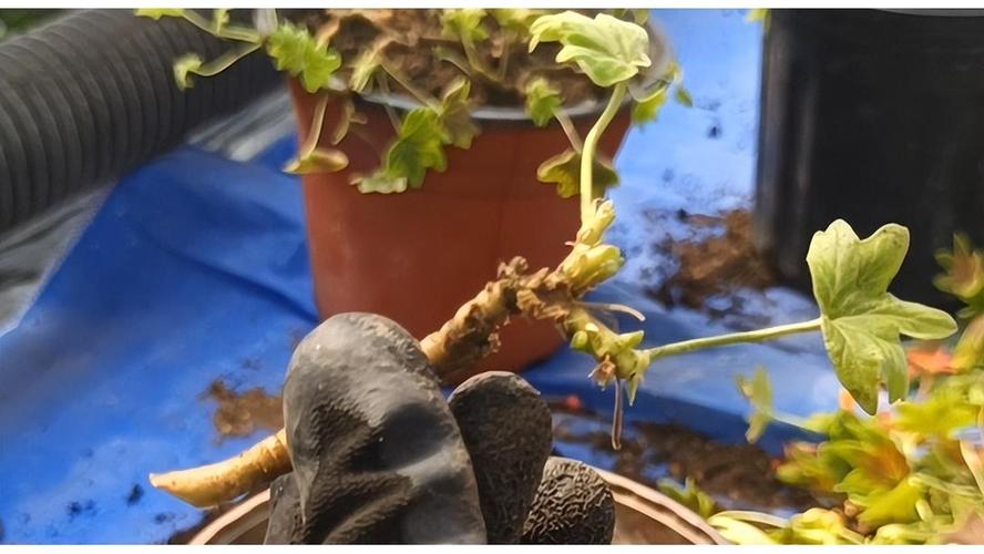 天竺葵水扦插繁殖方法-第2张图片-宁夏农业信息网