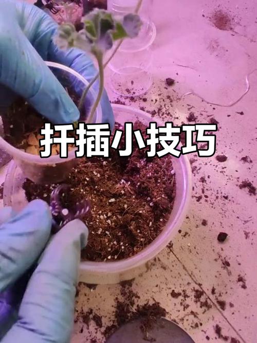 天竺葵水扦插繁殖方法-第3张图片-宁夏农业信息网